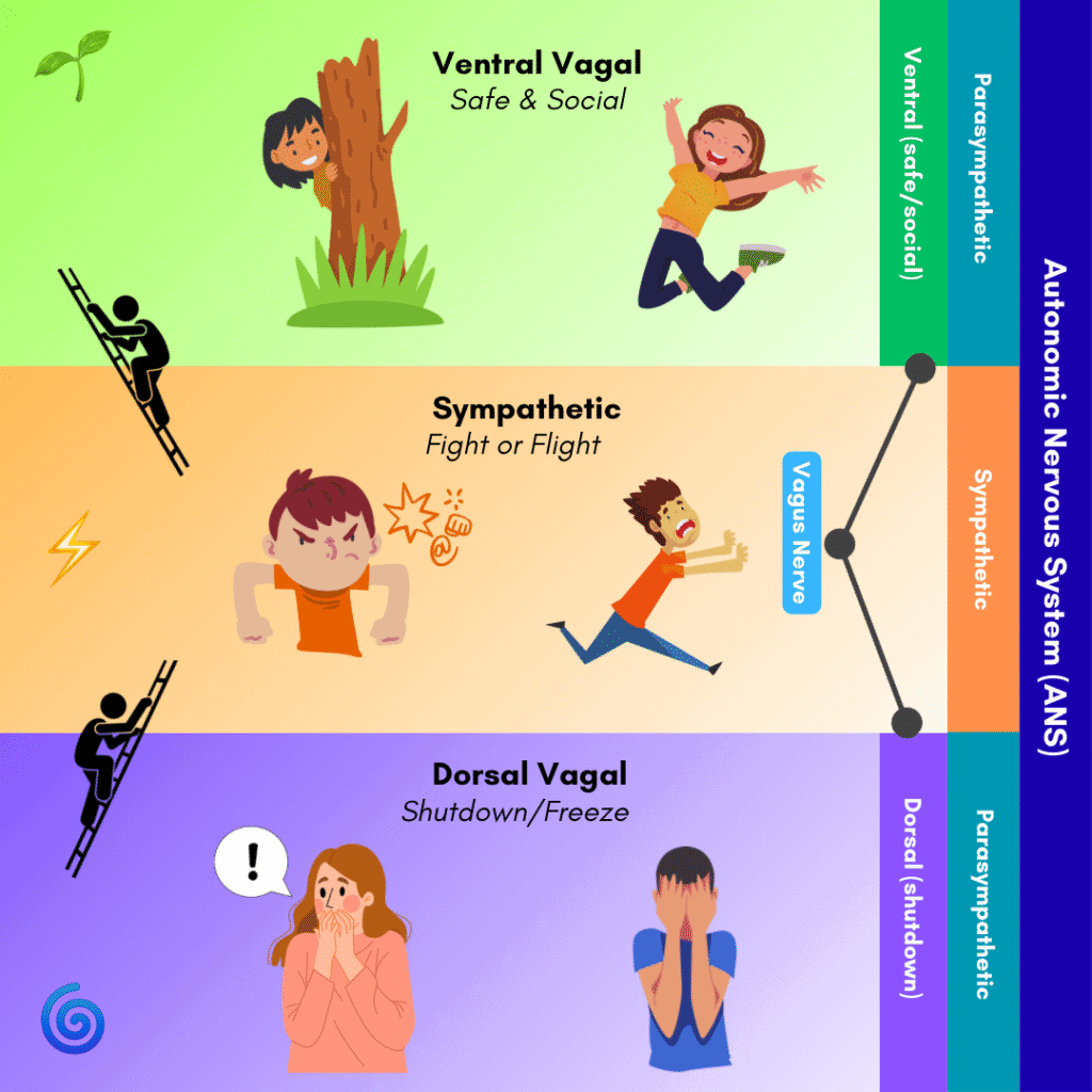 The 3 states of the polyvagal theory explained. Ventral vagal, Sympathetic, Dorsal vagal. Also explains the relation between those and the Nervous System. 