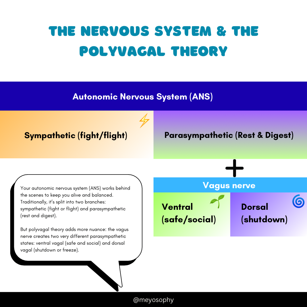The nervous system & the polyvagal theory infographic