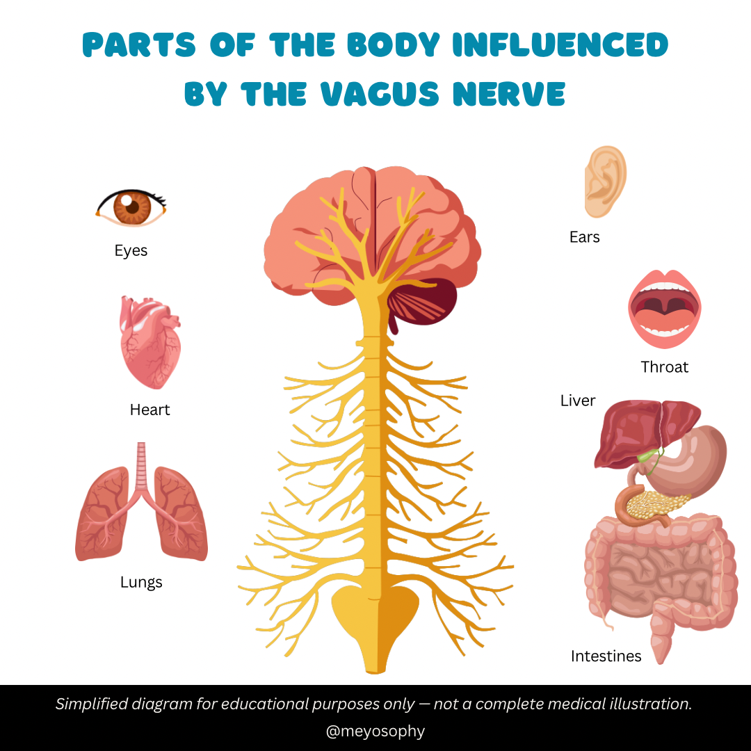 Parts of the body influenced by the vagus nerve 
