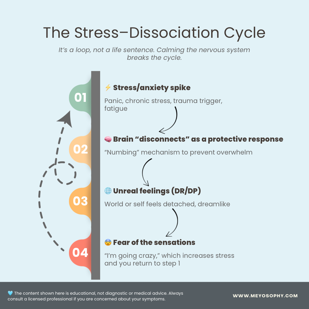 The stress dissociation cycle infographic: 1: Stress, 2: Brain disconnects, 3: Unreal feelings dp/dr, 4: Fear of sensations. Arrow pointing from 4 to 1